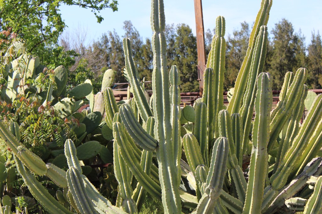An image of a cactus with long spiky arms