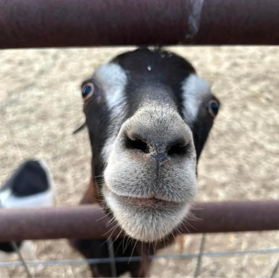 A close up photo of a goat reaching between fence bars.