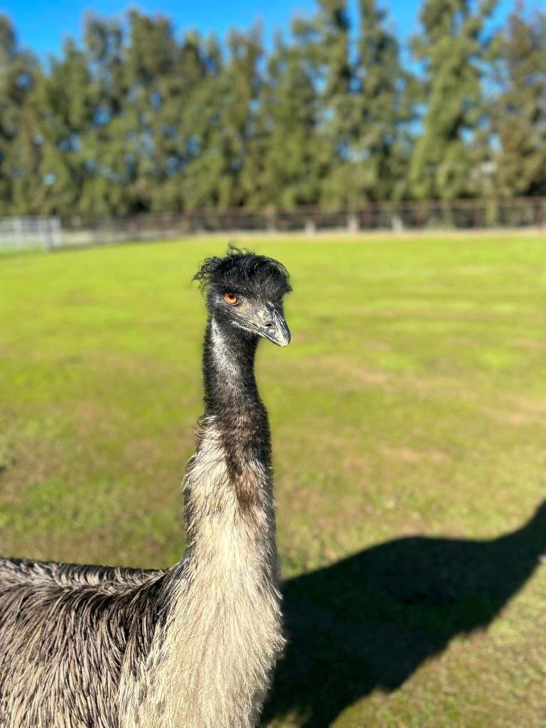 An brown emu with fluffy hair against a green field with trees.