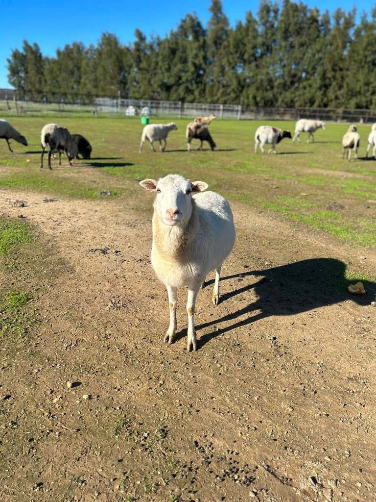 One sheep standing closer to the camera, against a background of other sheep grazing.