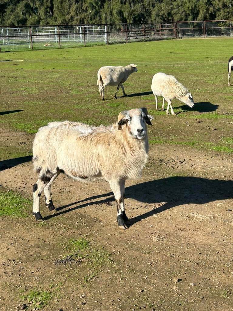 A white goat with long soft hair and spotted legs.
