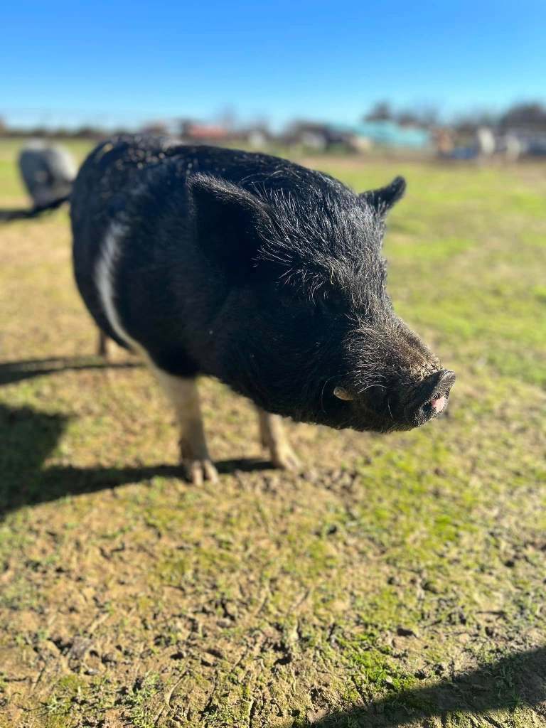 A black snuffly nosed pig.