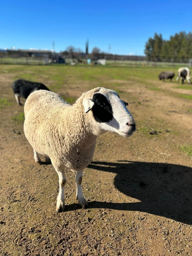 A white sheep with large black spots over its eyes. 