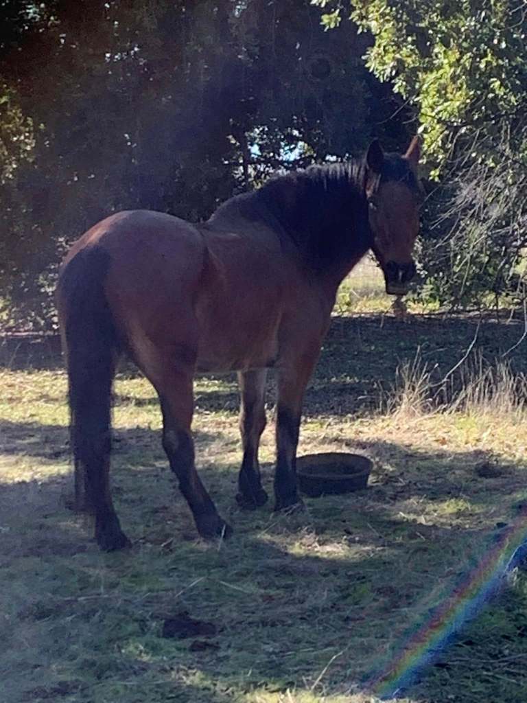 A brown horse paused mid meal.