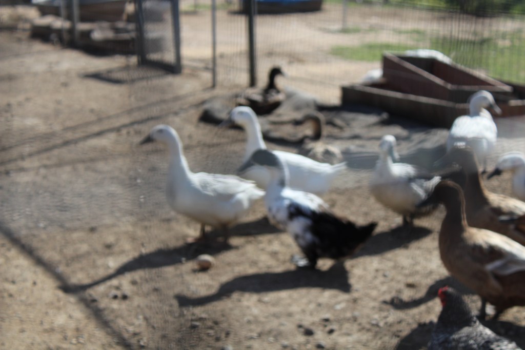 A blurred view of 3 ducks in shades of gray, white and black.