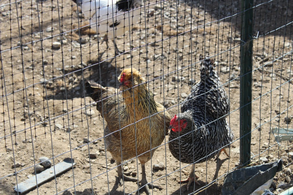 A brown and black chicken, and a black and white chicken look off camera.