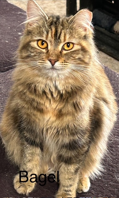 Fluffy cat named Bagel