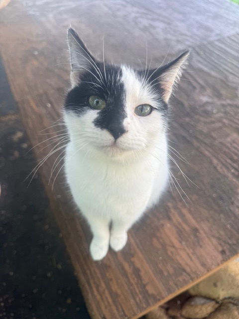 Black and white cat on table