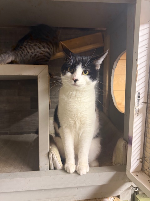 Black and white cat inside a frame