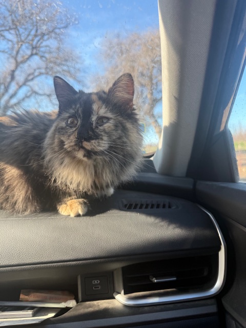 Cat with blended fur colors