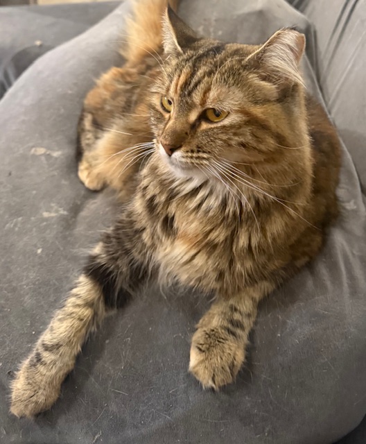 Fluffy cat with spots and stripes